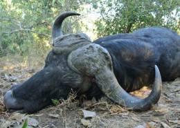 Sengwe Cape Buffalo Hunt 7