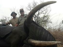 Hunt Elephant in Mozambique 8