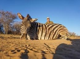Limpopo Zebra