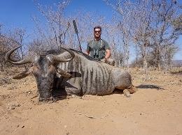 Trophy Blue Wildebeest