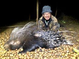Big African Porcupine