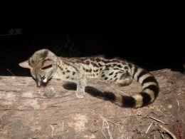 Trophy genet