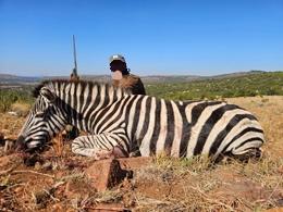 Zebra Trophy Hunting in South Africa