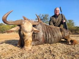 Cheap Golden Wildebeest Plains Game Hunt