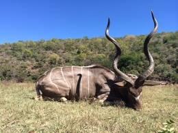 South Africa Plains Game Safari Leopard Trophy