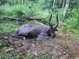 Hunt Sitatunga in Cameroon 2