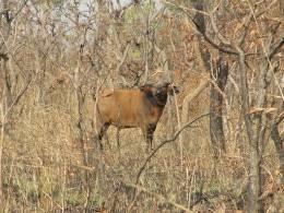 Dwarf Buffalo Hunt in Cameroon 10