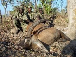 Roan Hunting Safari in Cameroon 8