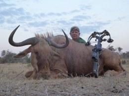Golden Wildebeest Bow Hunt Trophy