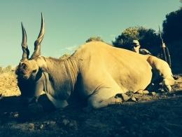 Free State Eland