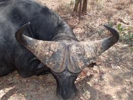 Tanzania 2 Buffalo Hunting Safari in Selous Game Reserve 5
