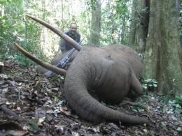 Duicker taken in Cameroon's Rain Forest