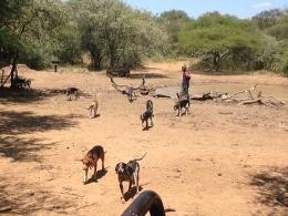 Hunt Serval in South Africa 11