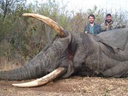 Hunt Elephant in Mozambique 3