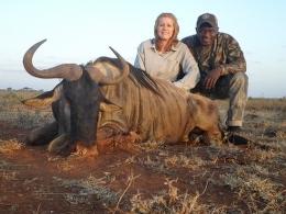 White Bearded wildebeest