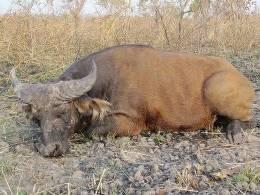 Dwarf Forest Buffalo Hunt in Cameroon 3