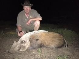 Beginner Safari Bushpig