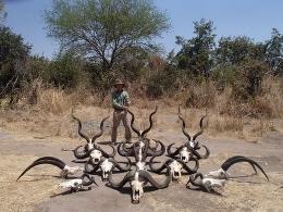 Full Bag Safari Horns