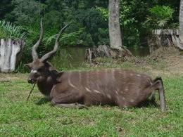 Hunt Sitatunga in Cameroon 8