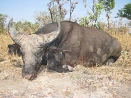 Dwarf Buffalo Hunt in Cameroon 2