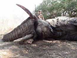 Hunt Elephant in Mozambique 6