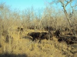 Buffalo's on the concession