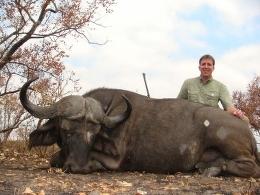 Cape Buffalo Trophy