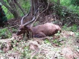 Hunt Sitatunga in Cameroon 7