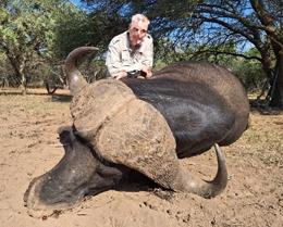 Huge boss buffalo bull