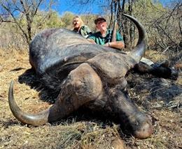 Nice buffalo trophy taken by hunter