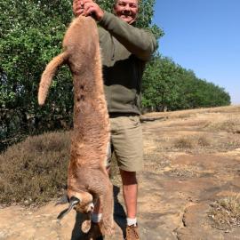 hunt caracal in south africa