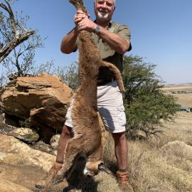 trophy caracal hunt