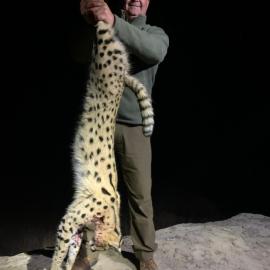 serval hunt at night