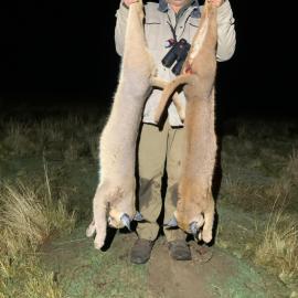 caracal hunting at night