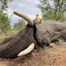 free range elephant hunt in south africa