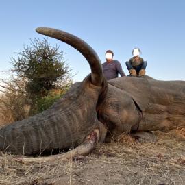 hunt free range trophy elephant