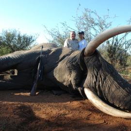 dangerous game elephant hunt in africa