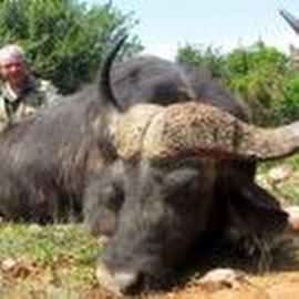 Eastern Cape Hunting Safari Cape Buffalo