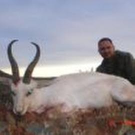 Eastern Cape Hunting Safari Whote Blesbuck