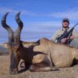 Eastern Cape Hunting Safari Red Hartebeest