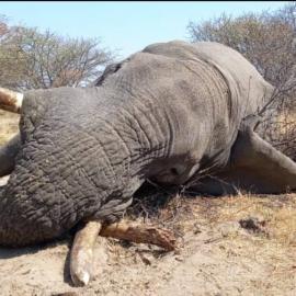 Hunt Trophy Elephants in Botswana
