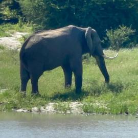 Botswana Elephant Hunt