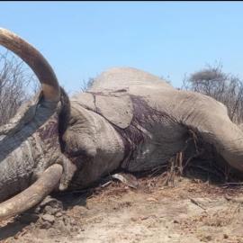 Trophy Elephant Hunt in Botswana