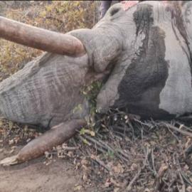 African Elephant Hunt in Botswana