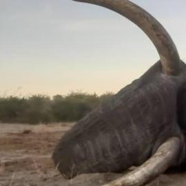 Botswana Trophy Elephant Hunt