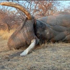 Botswana Elephant Hunting