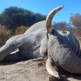 Hunting Giant Trophy Elephants in Africa