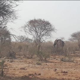 African Elephant in the Bush