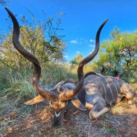 Huge Limpopo Kudu Trophy