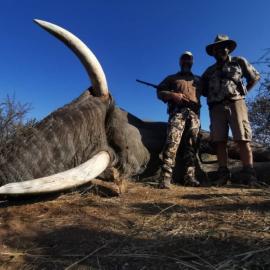 Giant Trophy Elephant Hunt